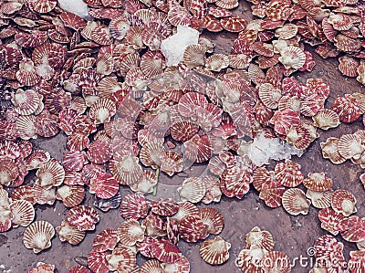 Fresh scallops shells Stock Photo