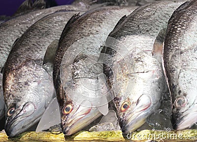 Fresh sea bass Stock Photo