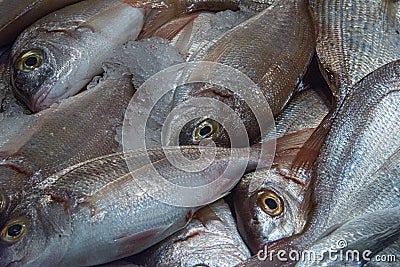 fresh sea bass on ice Stock Photo