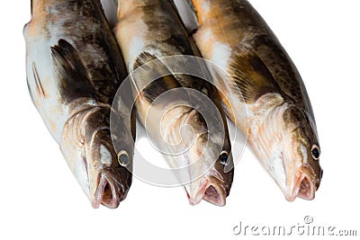 Fresh sea fish Arabesque greenling bass Stock Photo