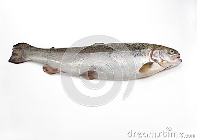 FRESH SEA TROUT salmo trutta trutta AGAINST WHITE BACKGROUND Stock Photo