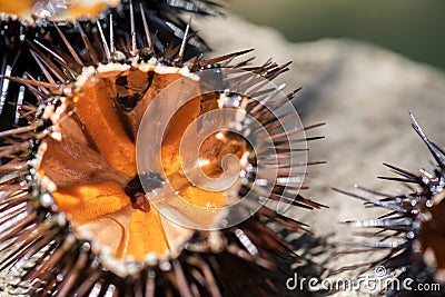 Fresh sea urchins, ricci di mare, on a rock, close up. A typical dish of Salento, Puglia, is eaten raw with bread, seafood Stock Photo