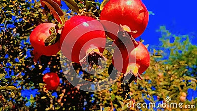 Fresh, seasonal, organic produce. Close-up of pomegranate on tree Stock Photo