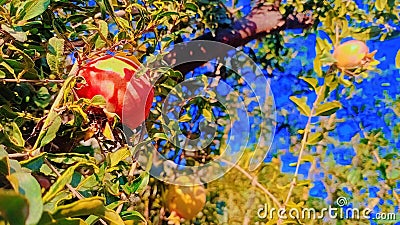 Fresh, seasonal, organic produce. Close-up of pomegranate on tree Stock Photo