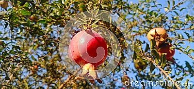 Fresh, seasonal, organic produce. Close-up of pomegranate on tree Stock Photo