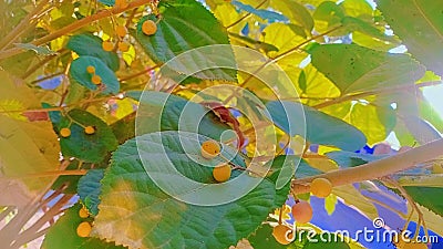 Fresh, seasonal, organic produce. Close-up of Sherbet Berry on tree Stock Photo