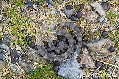 Fresh sheep droppings Stock Photo