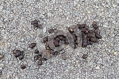 Fresh sheep droppings Stock Photo