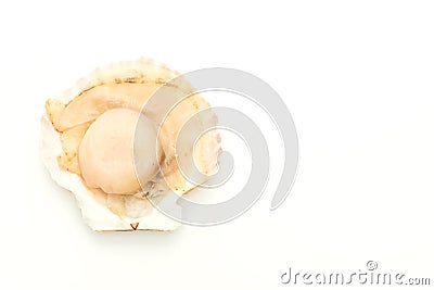 fresh shell scallop Stock Photo