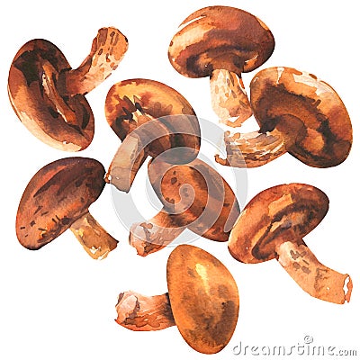 Fresh shiitake mushrooms set isolated, close up, organic food concept, hand drawn watercolor illustration on white Cartoon Illustration