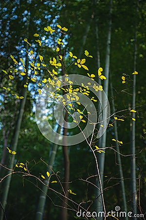 Fresh shiny leaves on dark sparking green bamboo forest background Stock Photo