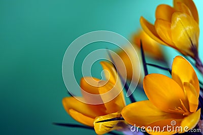 Fresh and shiny yellow flowers, flower, crocus, crocuses, on green background in winter, spring Stock Photo