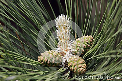 A fresh shoot on a twig of a black pine Stock Photo