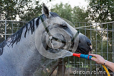 Fresh Shower for Horse after Training at the Equestrian School Stock Photo