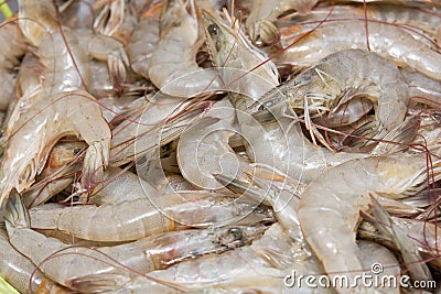 Fresh Shrimp Stock Photo