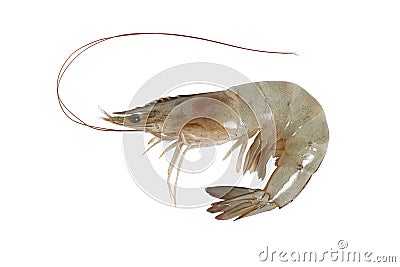 Fresh shrimp isolated on white Stock Photo