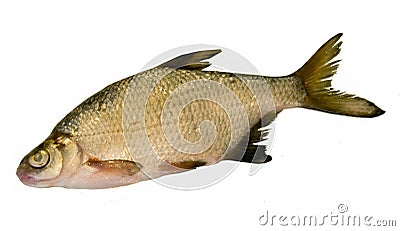 Fresh Silver Bream Stock Photo