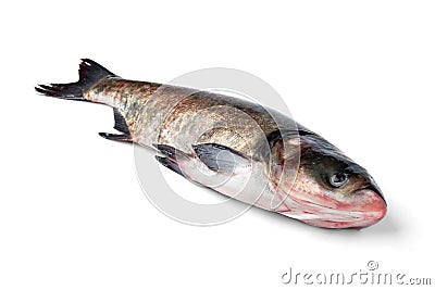 Fresh silver carp fish isolated on white. Stock Photo