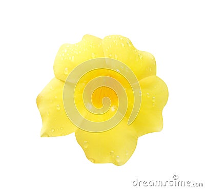 Fresh single colorful flowers sweet yellow allamanda blooming with waterdrop isolated on white background and clipping path Stock Photo