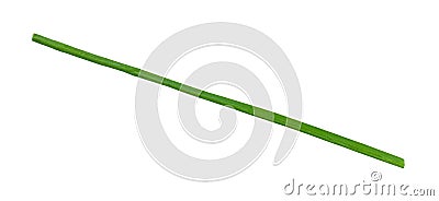 fresh single stalk of Chives isolated on white Stock Photo