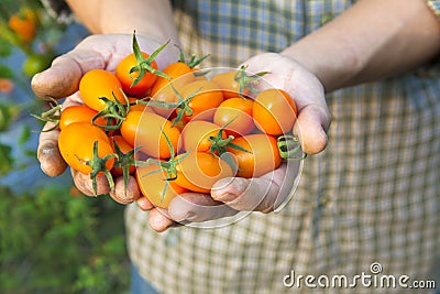Fresh small tomato Stock Photo