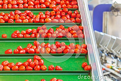 Fresh small tomatoes on a green conveyor belt in a Dutch greenhouse Stock Photo