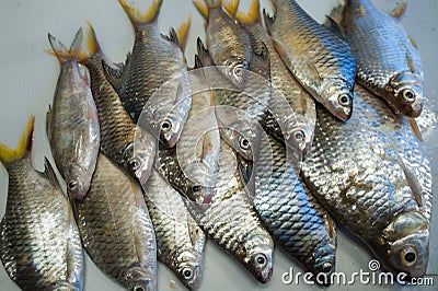 Fresh snappers at the local market Stock Photo