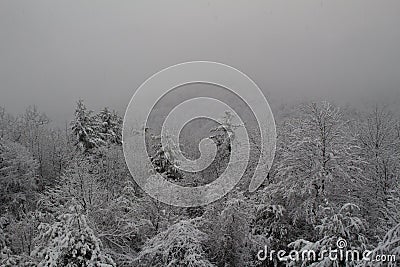 Fresh snow covered trees on the side of a mountain after a large snow storm Stock Photo