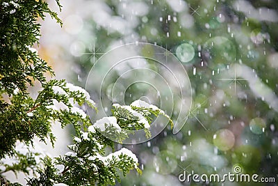 Fresh snow falling on cedar pine tree Stock Photo