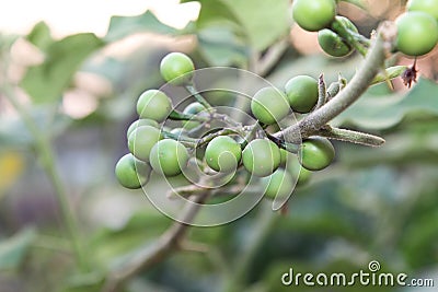 Fresh Solanum Torvum fruits or turkey berry on tree. Stock Photo