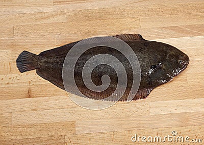 FRESH SOLE FISH solea solea Stock Photo