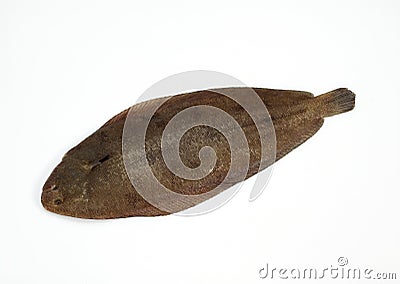 Fresh Sole, solea solea against White Background Stock Photo