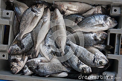 Fresh Sparus aurata fish in a box Stock Photo