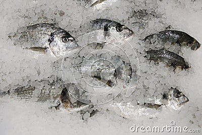 Fresh sparus fish on ice top view. many fish on ice selling concept Stock Photo