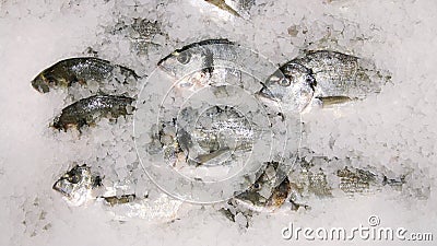 Fresh sparus fish on ice top view. many fish on ice selling concept Stock Photo