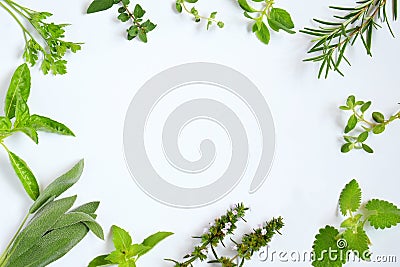 Fresh Spicy and medicinal herbs on white background. Border from various herb - rosemary, oregano, sage, marjoram, basil, thyme, Stock Photo