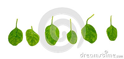 Fresh spinach leaves Stock Photo