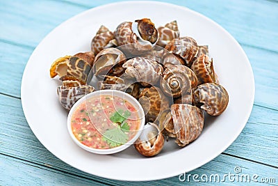 Fresh Spotted babylon Sea shell limpet ocean gourmet seafood in the restaurant, Babylonia areolata shellfish seafood on white Stock Photo