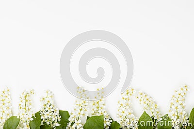 Fresh spring bunches of white bird cherry, green young leaves in sunlight as border on soft white color, copy space, top view. Stock Photo