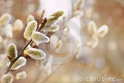 Fresh spring catkin branches Stock Photo