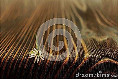 Fresh spring flower on textured wooden boards, place for text Stock Photo