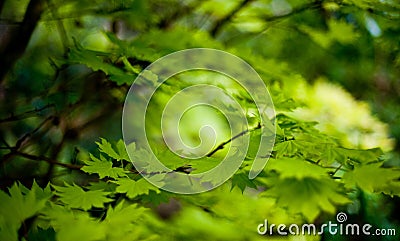 Green clone leaves background Stock Photo