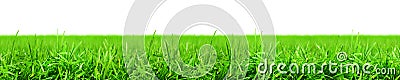 Fresh spring green grass Stock Photo