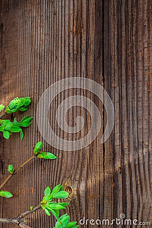 Fresh spring green leaf plant on the background of wooden fence background Stock Photo