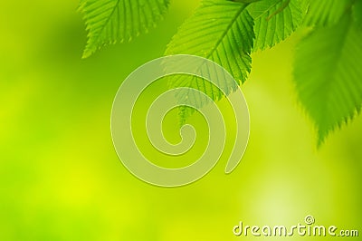 Fresh Spring Green Leaves Over Bright Background Stock Photo