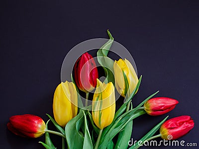 Fresh spring red and yellow tulip bouquet flowers closeup macro on black background top view Stock Photo