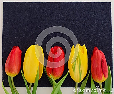 Fresh spring red and yellow tulip flowers closeup macro on black background top view Stock Photo