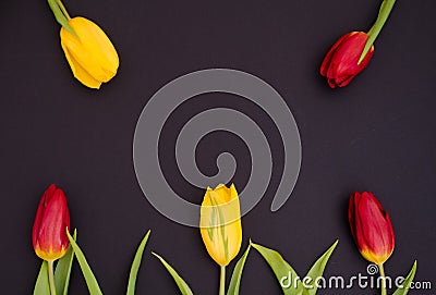 Fresh spring red and yellow tulip flowers closeup macro on black background top view with copy space Stock Photo