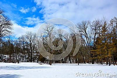 Fresh Spring Snow with Blue Clouded Sky Beyond Tree Line Stock Photo