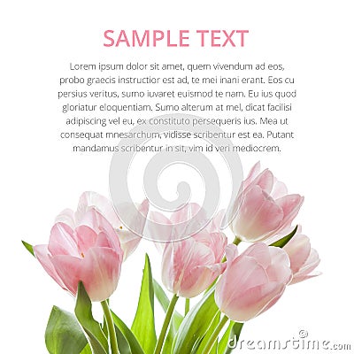 Fresh spring tulip flowers as a holiday postcard design Stock Photo